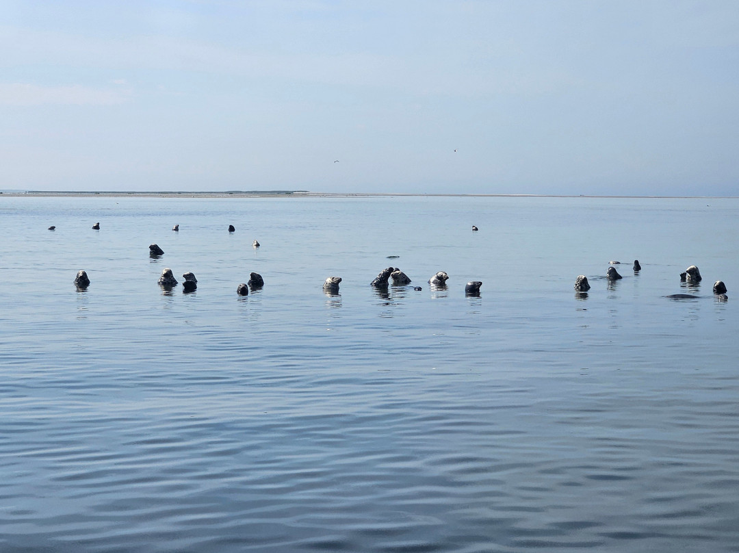 Monomoy Island Excursions-Harwich Port必去景点