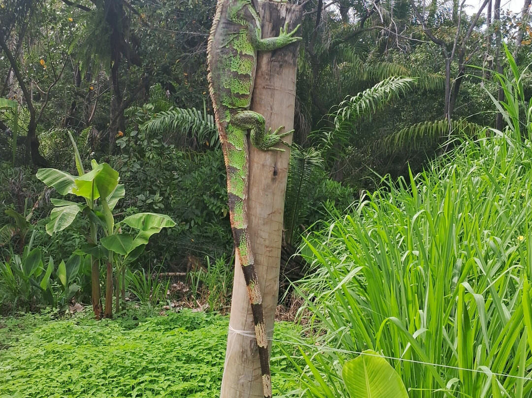 Praia de Itacimirim-Itacimirim必去景点