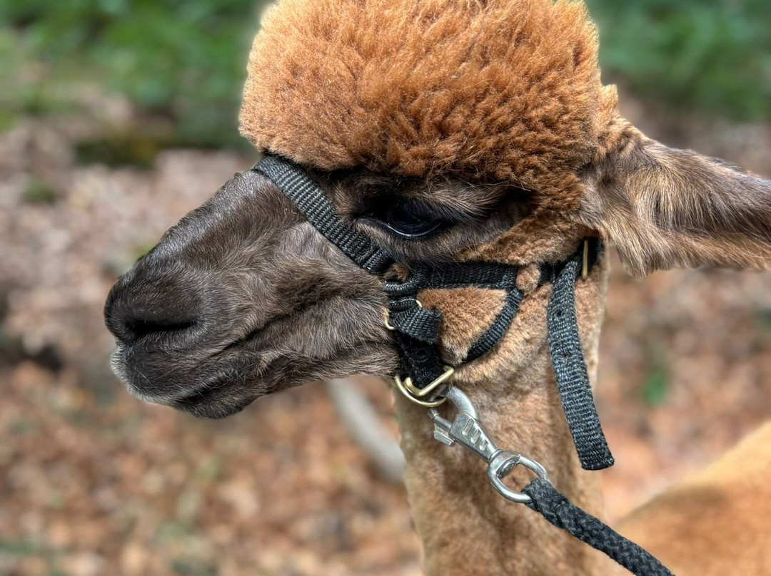 Sunset Alpaca-Ruiselede必去景点