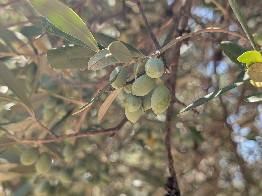 Ben Olive Mill-卡拉马塔必去景点