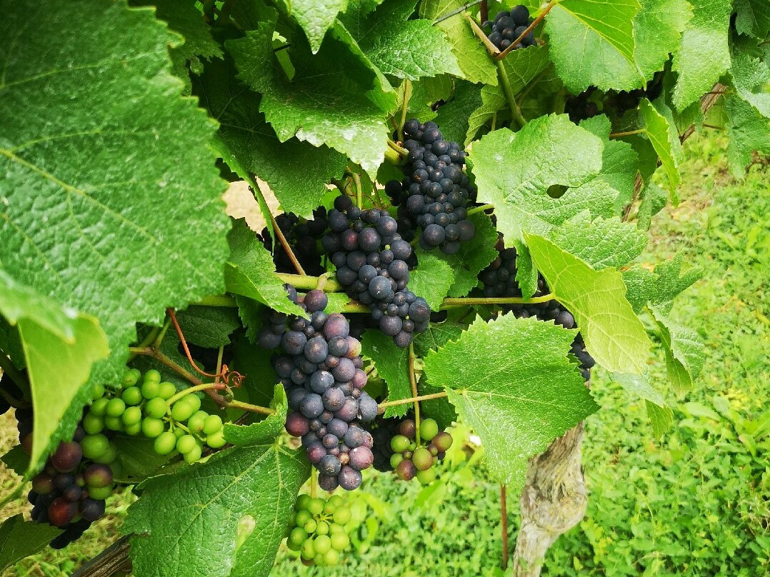 Black Chalk Wine-Andover必去景点