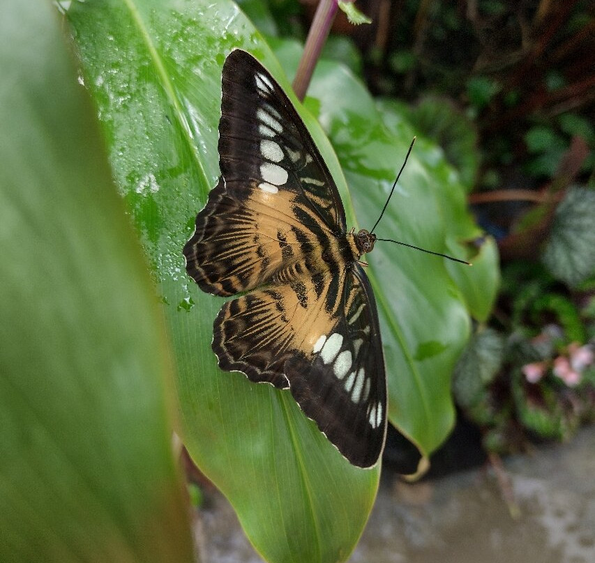 Magic of Life Butterfly House-Cwmbrwyno必去景点