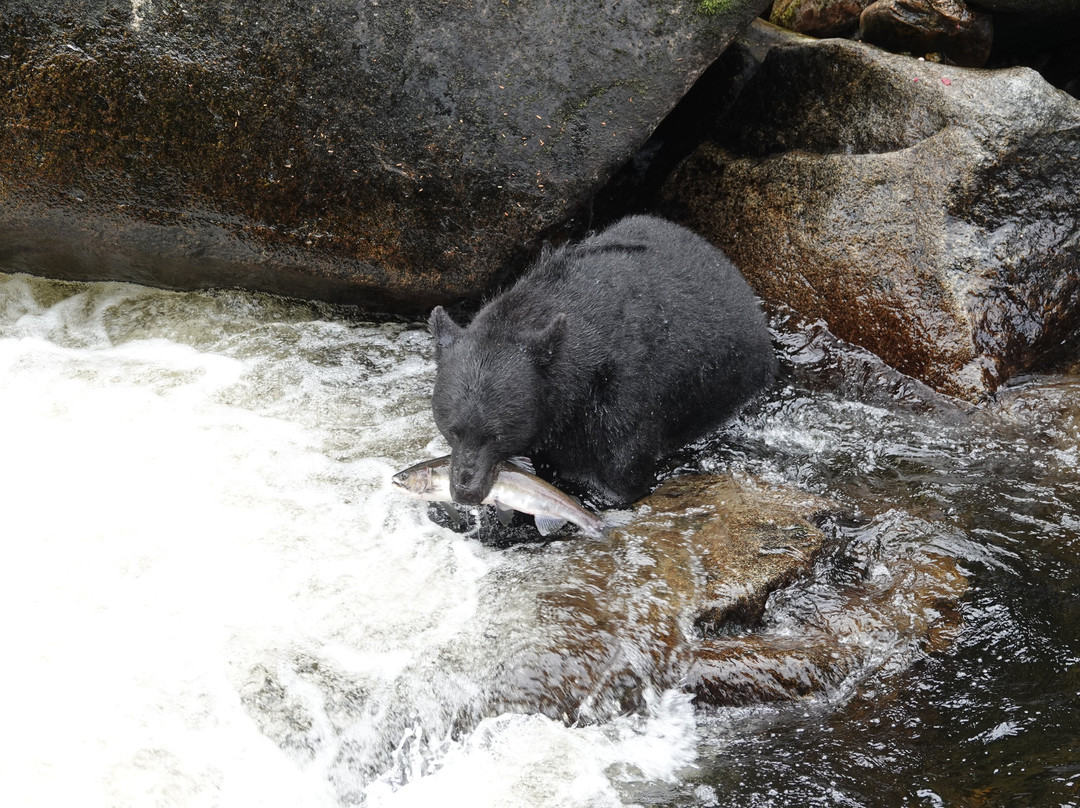 Anan Creek Bear Observatory-Wrangell必去景点