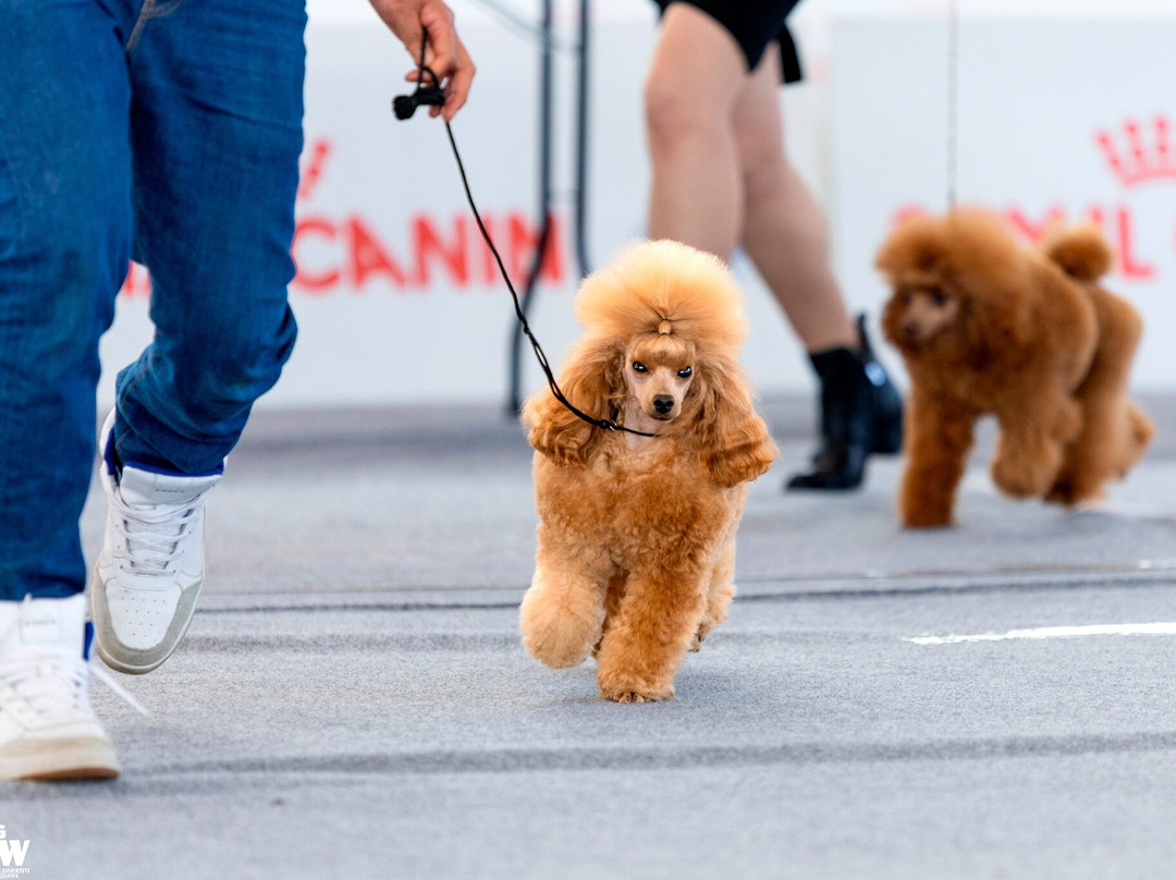 The Dog Show-蒙蒂基亚里必去景点