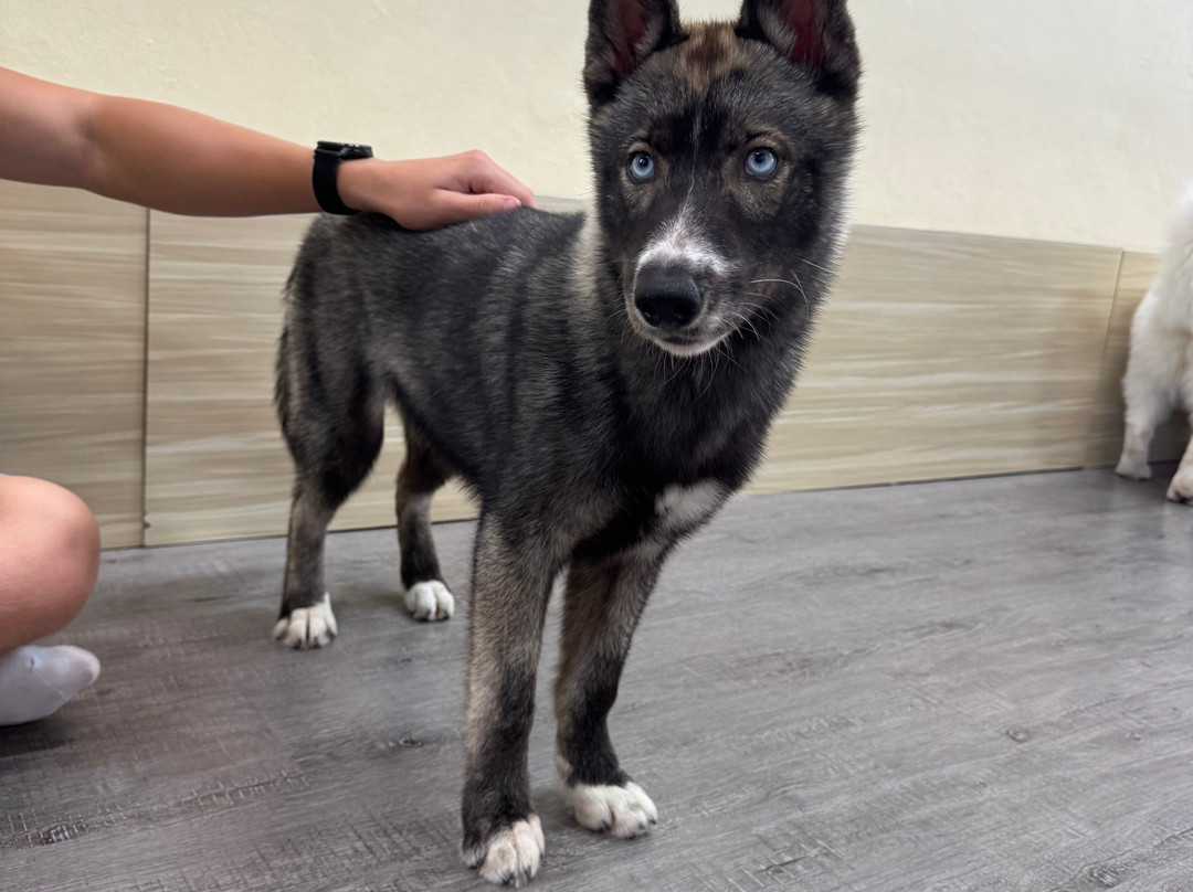 Hahahusky-马六甲必去景点