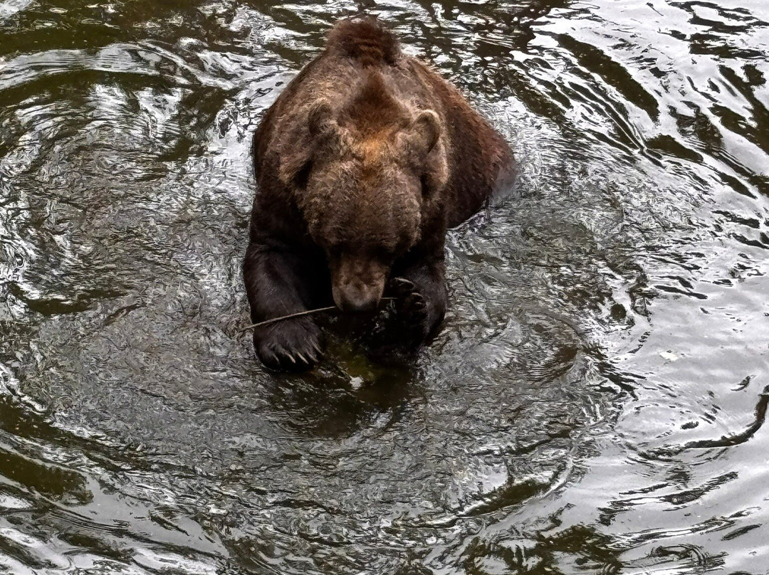 Wildwood Trust-Herne Bay必去景点