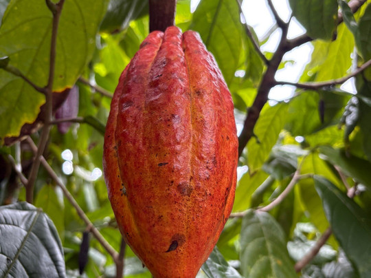 Puna Gold Farm-帕霍亚必去景点