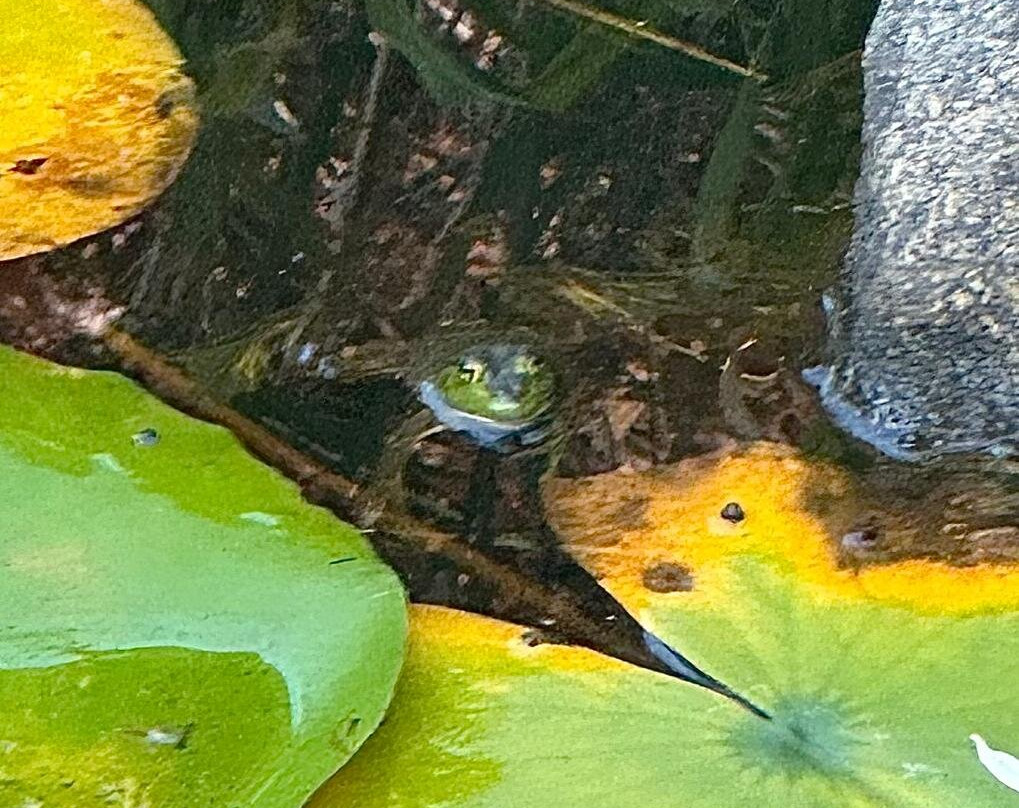 The Villa at Westerly主图