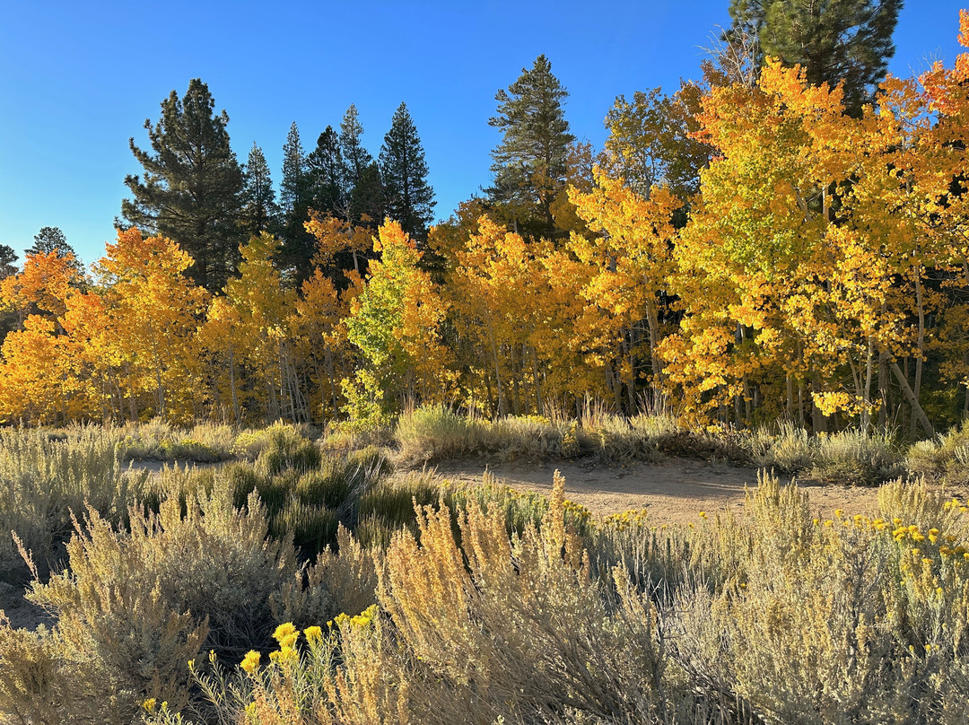 Lee Vining Creek-利韦宁必去景点