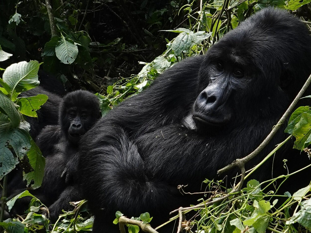 Bamboo Ecotours-坎帕拉必去景点