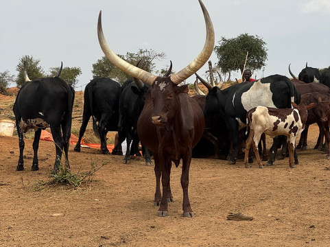 Your Drive Uganda-坎帕拉必去景点