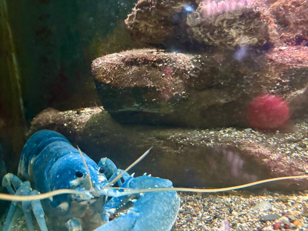 Ilfracombe Aquarium-伊尔弗勒科姆必去景点