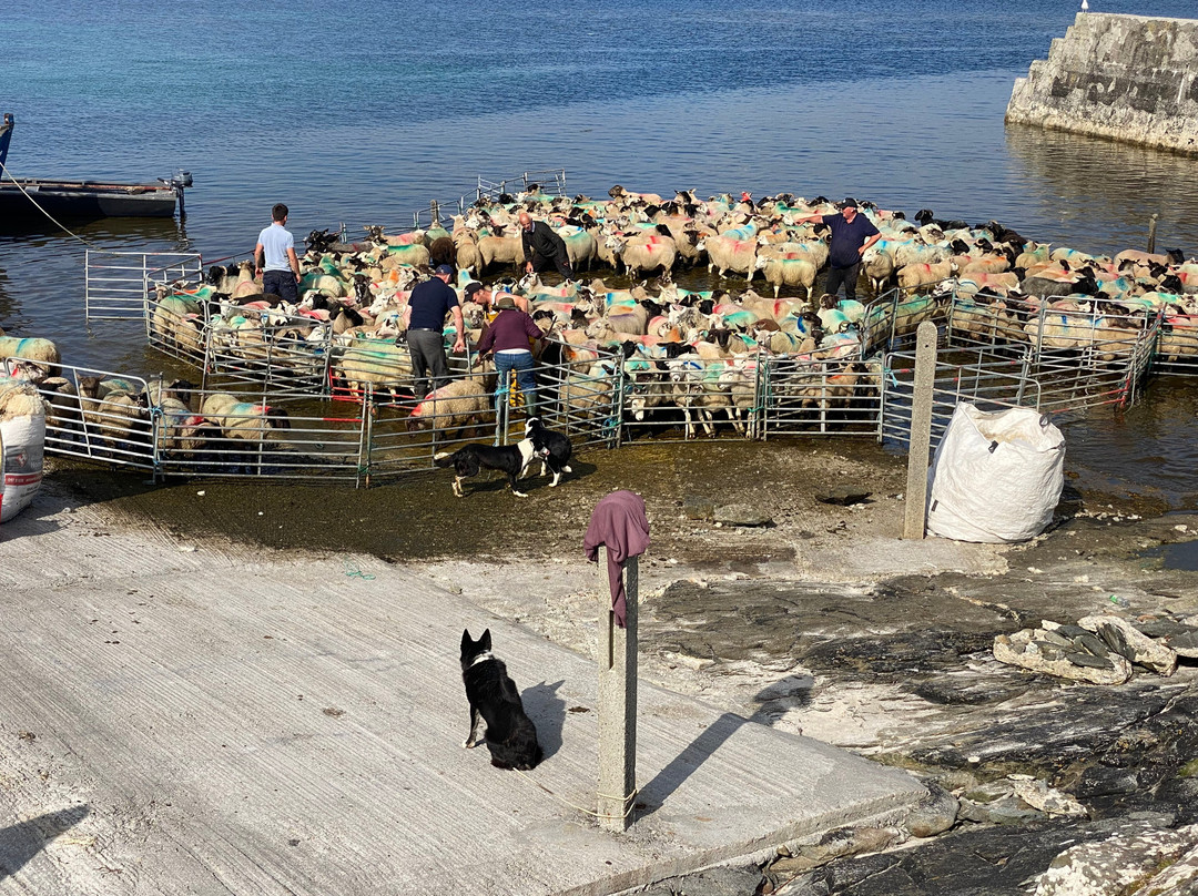 Blacksod Sea Safari-Belmullet必去景点