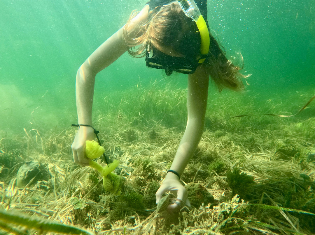 Suncoast Scalloping-克里斯特尔里弗必去景点