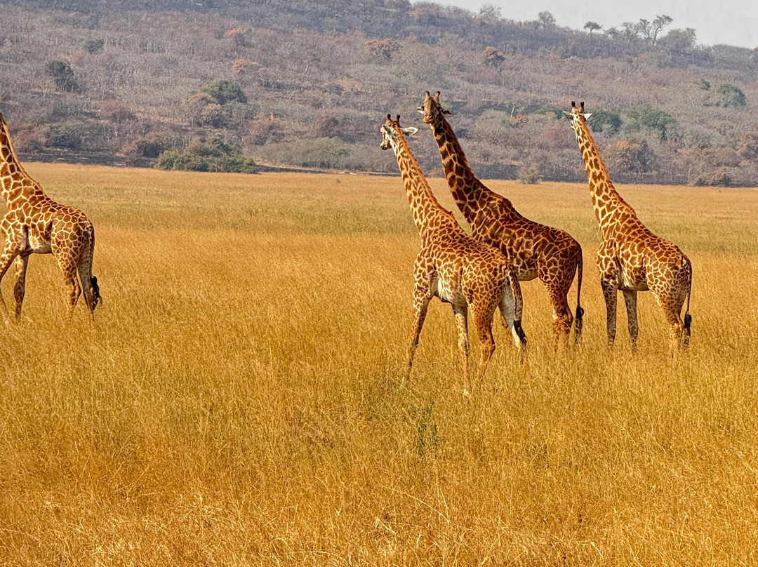 Pamoja Safaris-恩德培必去景点