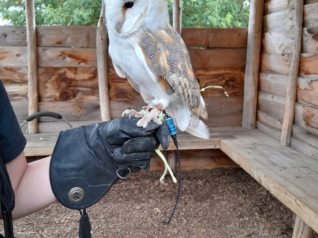 Coda Falconry-豪恩斯洛必去景点