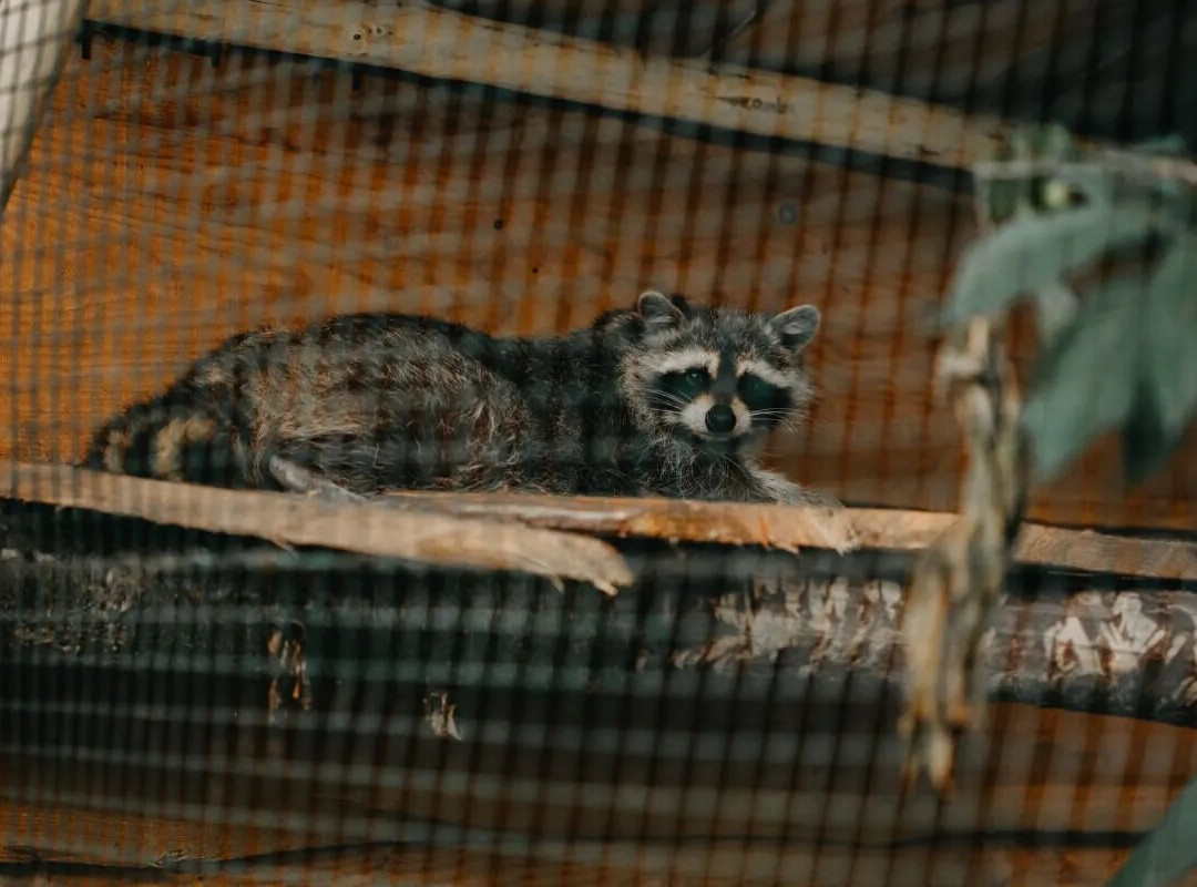 Zverinec, Mini-zoo Lipany-Lipany必去景点