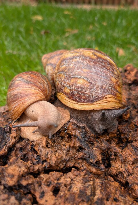 Animalistic Encounters-South Woodham Ferrers必去景点