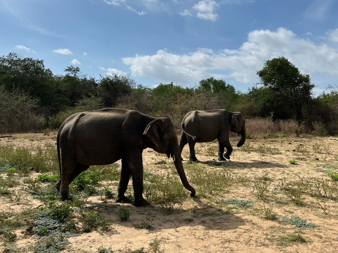 Kavisha Safari Service Udawalawa-乌达瓦拉瓦必去景点