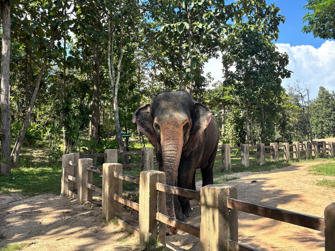 Maerim Elephant Sanctuary-夜林必去景点