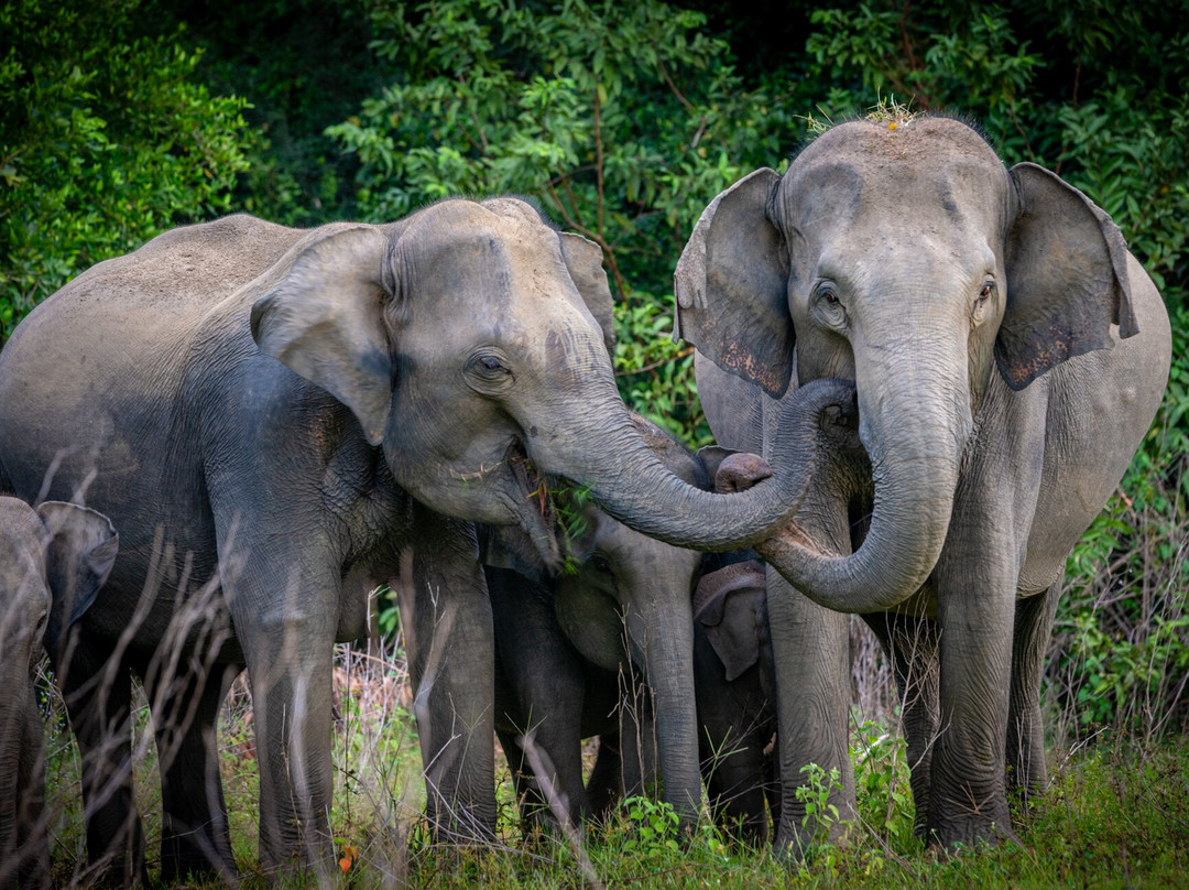 Kris Travels Lanka-康提必去景点