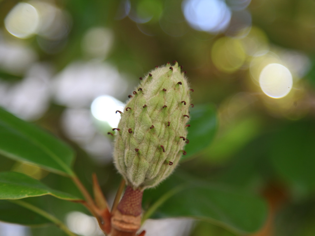 Château de Cazeneuve-Prechac必去景点