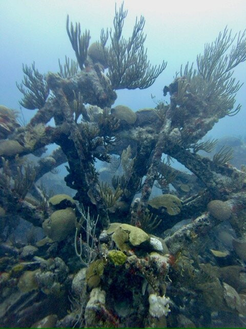 Dive Bermuda at Somerset-Sandys Parish必去景点