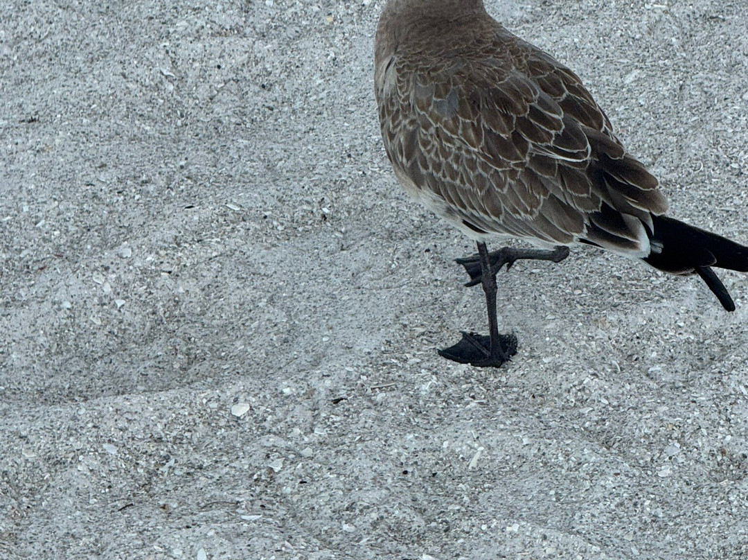 Indian Rocks Beach Access-Indian Rocks Beach必去景点