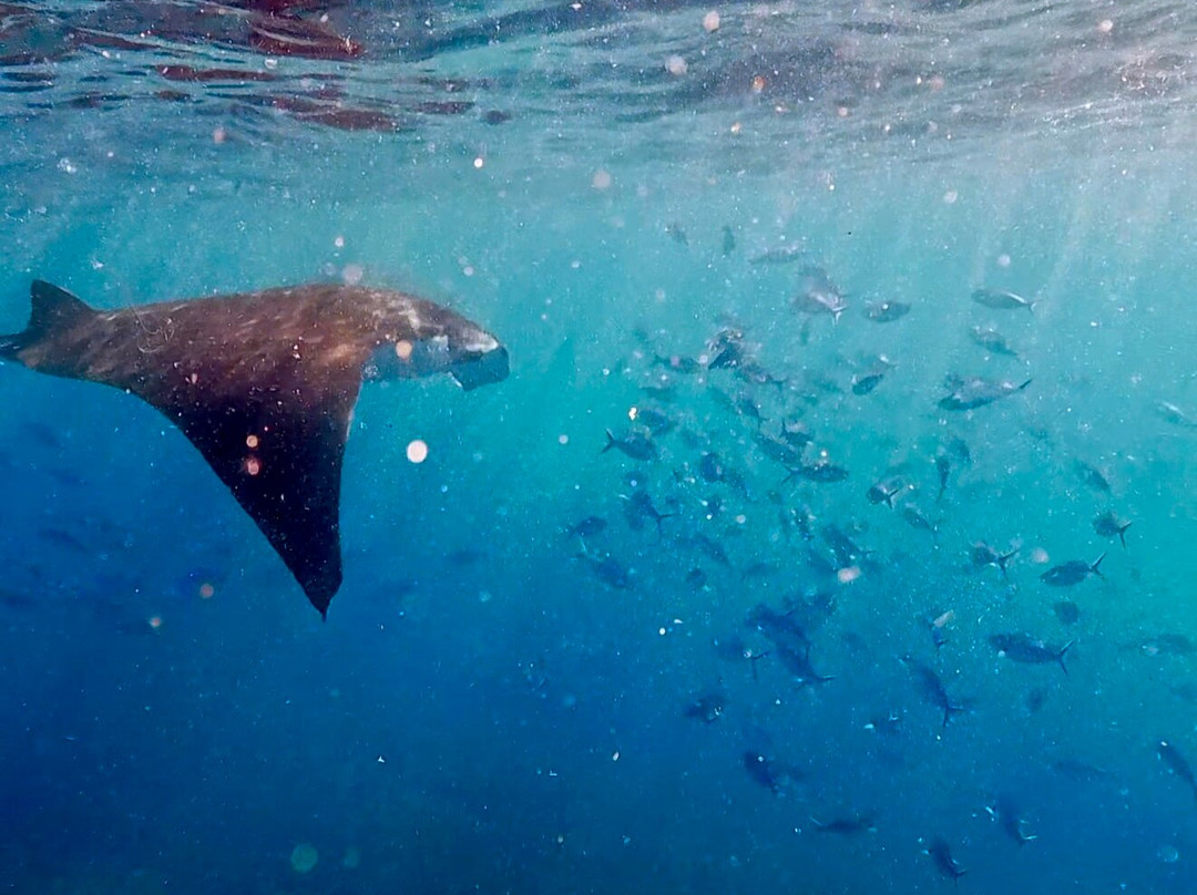 Nusablu Diving Penida-Kutampi Kaler必去景点