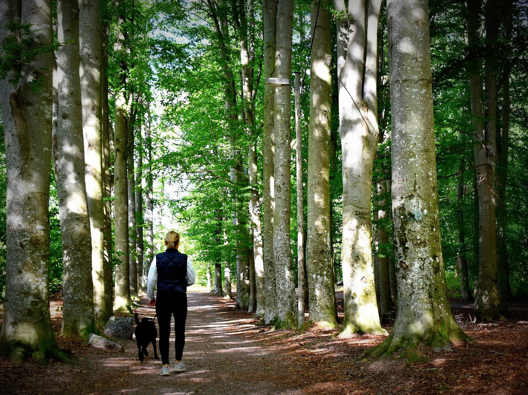 Karlberg forest