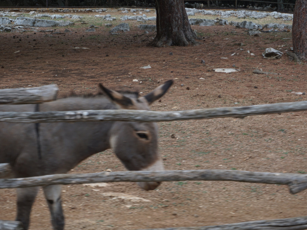 Safari Park-Brijuni National Park必去景点
