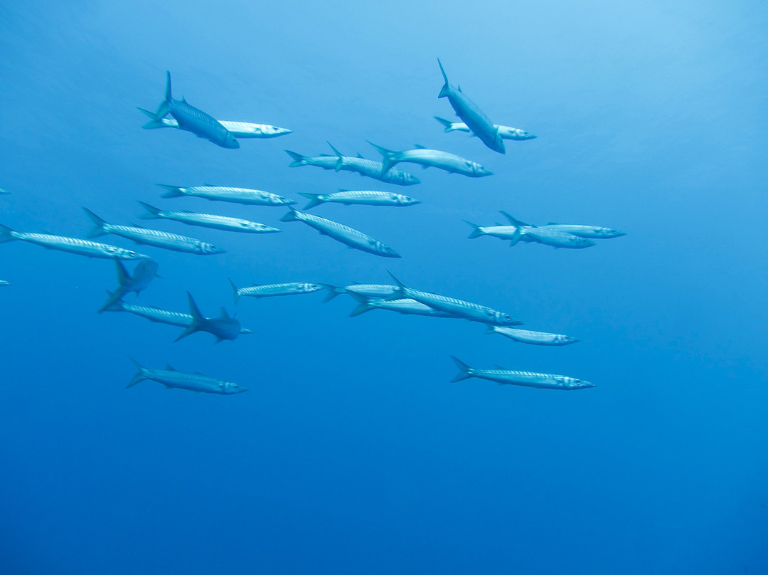 Mero Diving-Cala Ratjada必去景点