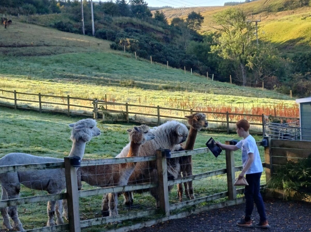 little peru alpaca trekking-Maybole必去景点