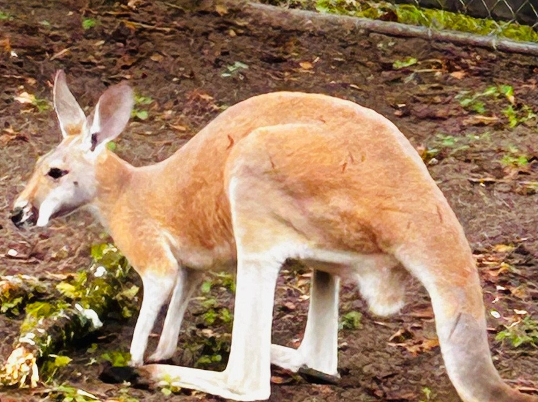 North Florida Wildlife Center-Lamont必去景点