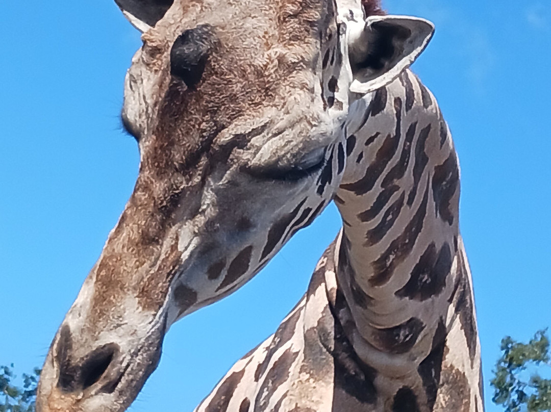 Giraffe Ranch-Dade City必去景点