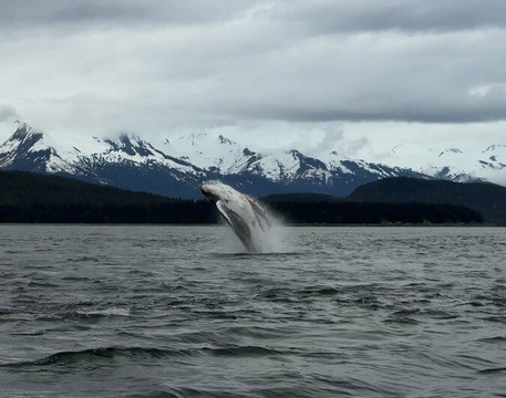 Jayleen's Alaska-朱诺必去景点