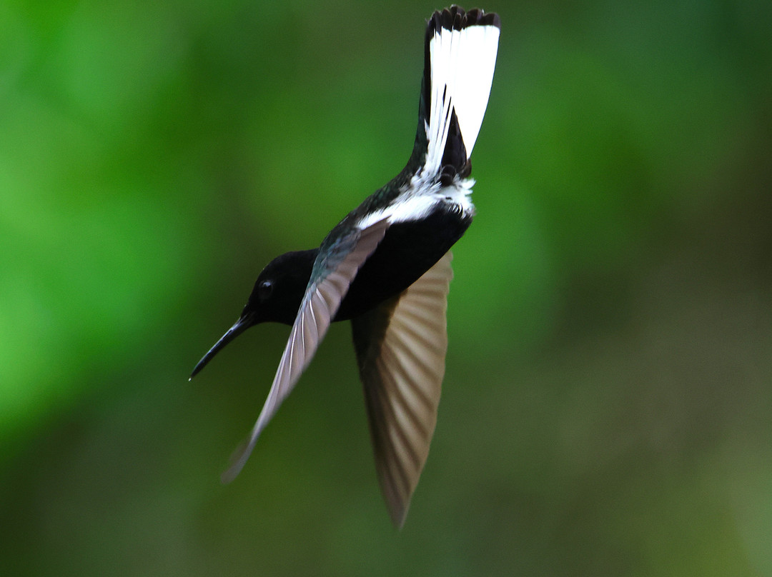 REGUA - Reserva Ecológica de Guapiaçu-Cachoeiras de Macacu必去景点