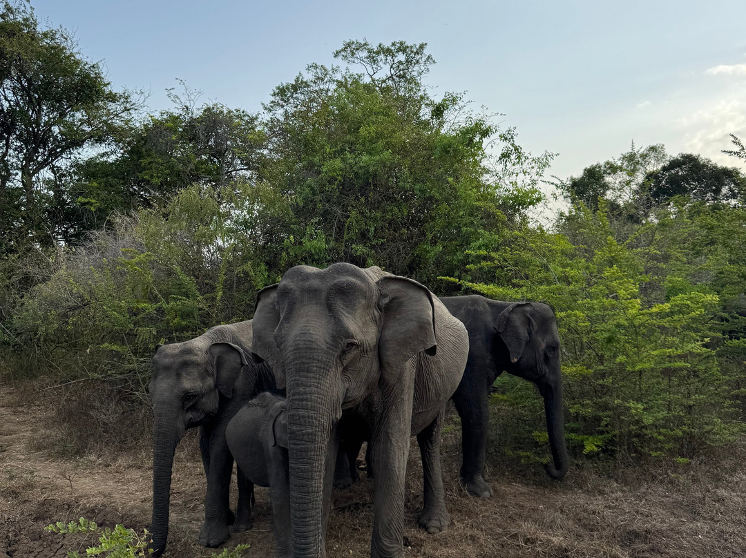 Idyll Odyssey Holidays-科伦坡必去景点