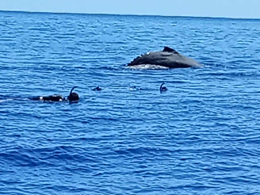 Silent One Lagoon Charters-艾图塔基必去景点