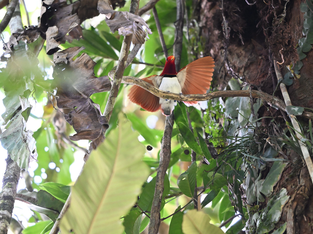 Travel Papua-曼诺瓦里必去景点