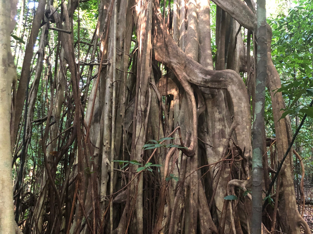 Tangkoko Wildlife Tour-比通必去景点