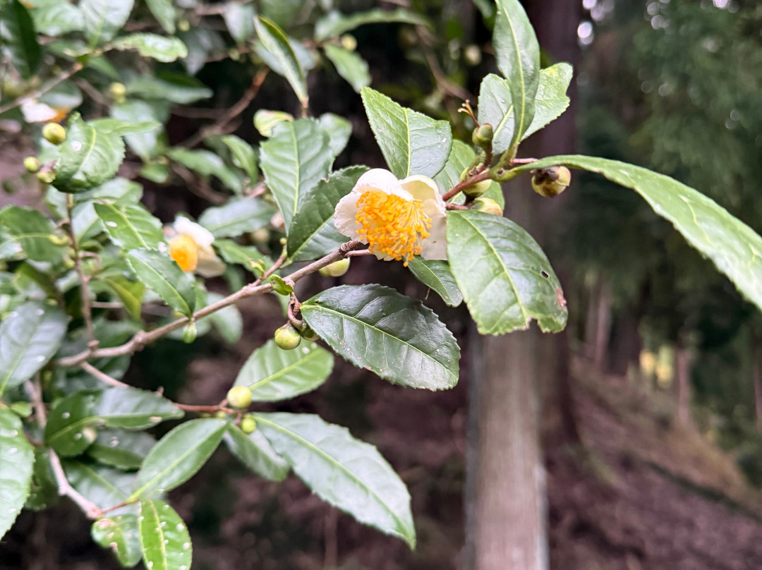 d:Matcha-和束町必去景点