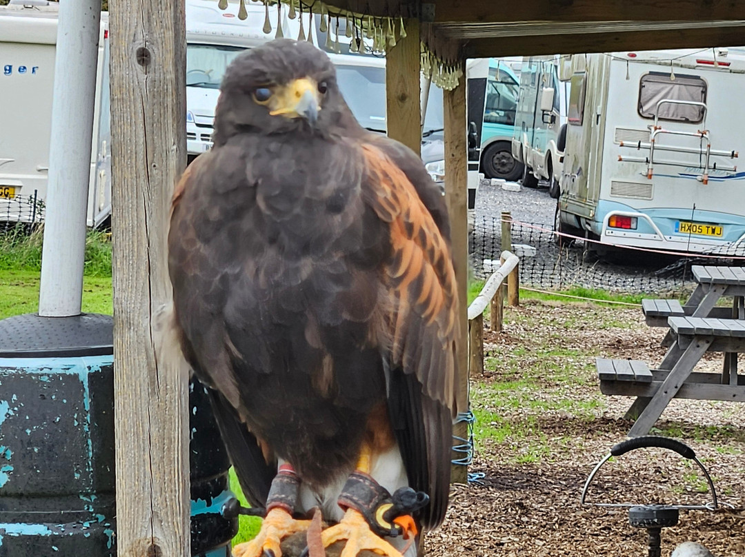 North Somerset Bird of Prey Centre-Congresbury必去景点