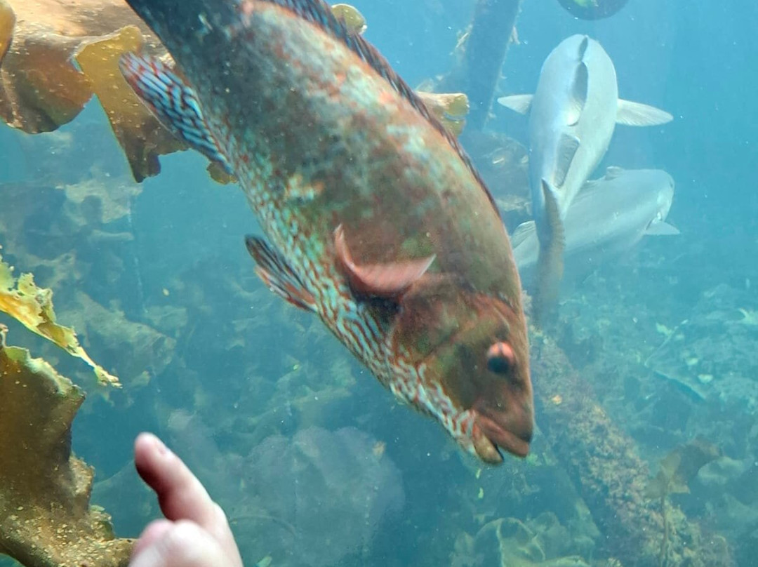 Bergen Aquarium-卑尔根必去景点