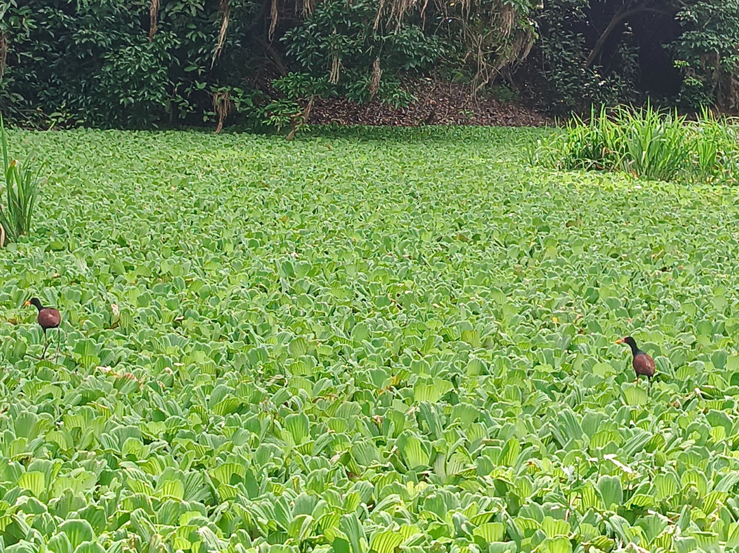 Muyuna Amazon Lodge Experience-伊基托斯必去景点