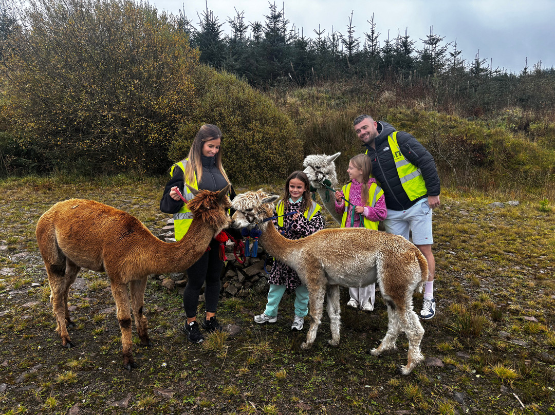 little peru alpaca trekking-Maybole必去景点