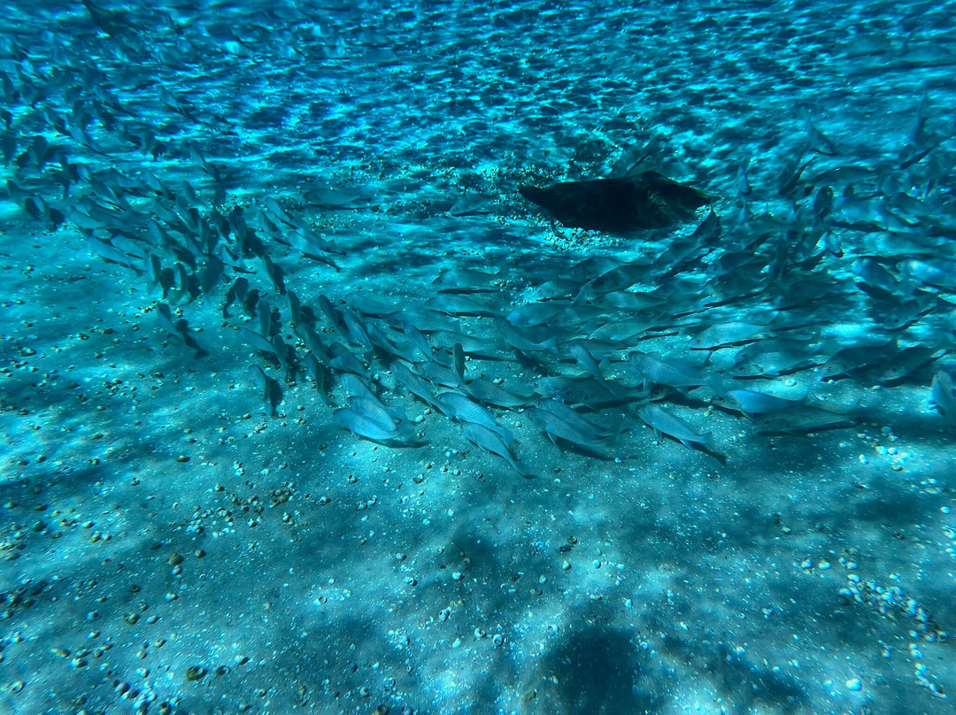 Silver Glen Springs Recreation Area-Salt Springs必去景点