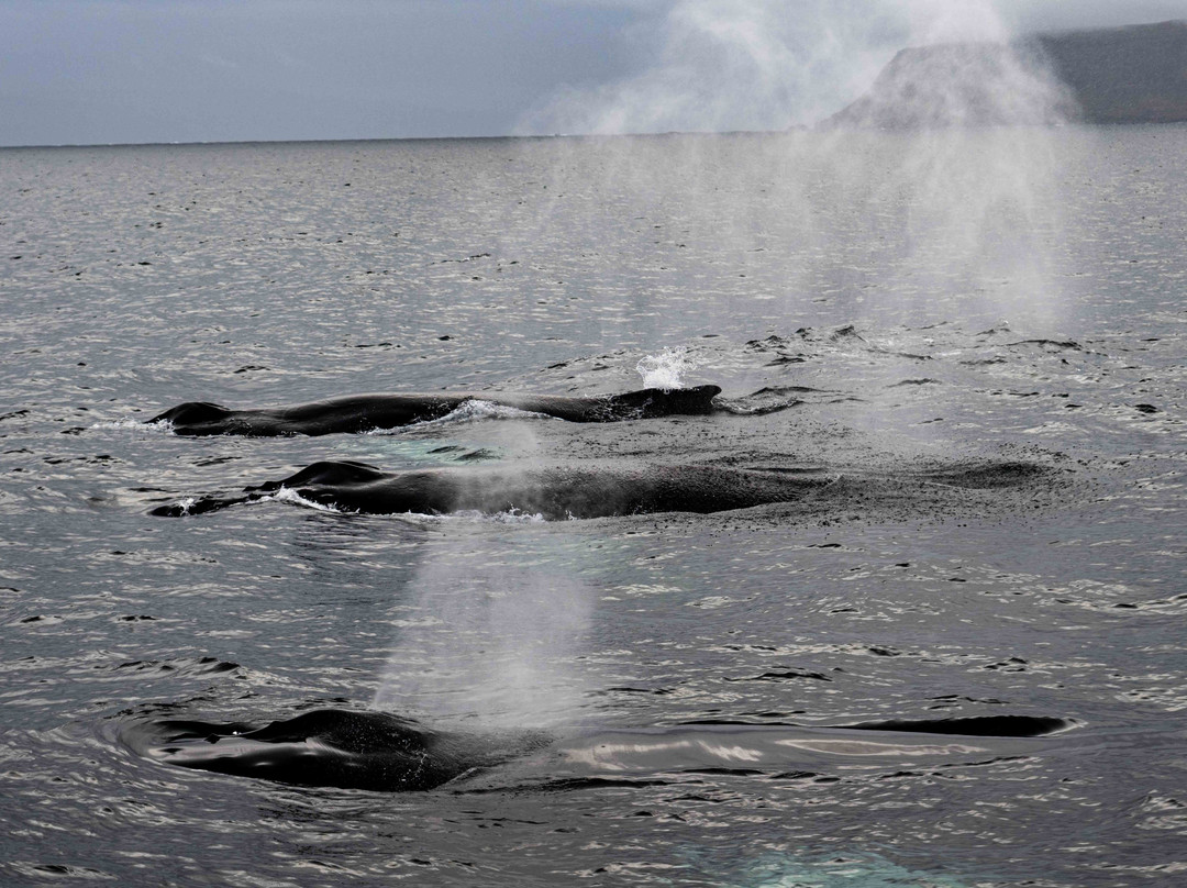 Laki Tours Whale Watching - Olafsvik-Olafsvik必去景点