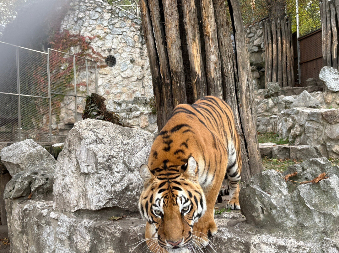 Belgrade Zoo-贝尔格莱德必去景点