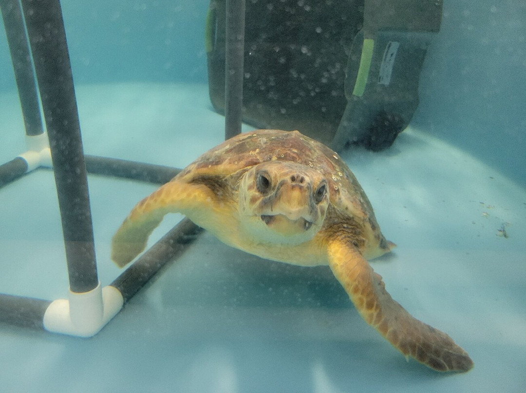 North Carolina Aquarium on Roanoke Island-Manteo必去景点
